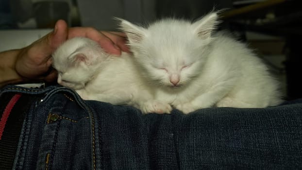 two kittens on the owner's lap