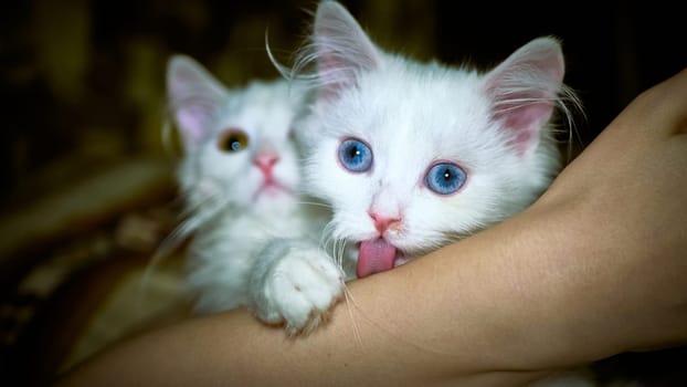 Kittens of Turkish Angora