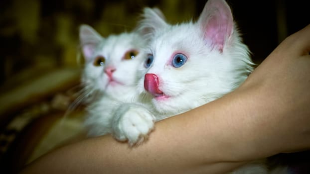 Kittens of Turkish Angora