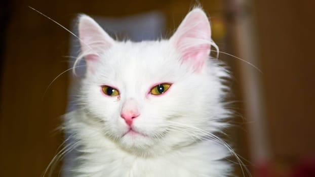 Turkish Angora Kitten close-up