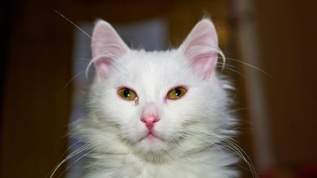 Turkish Angora Kitten close-up