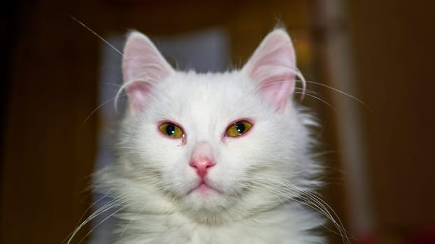 Turkish Angora Kitten close-up