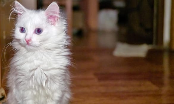 Turkish Angora Kitten close-up low light