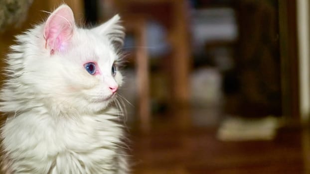 Turkish Angora Kitten close-up low light