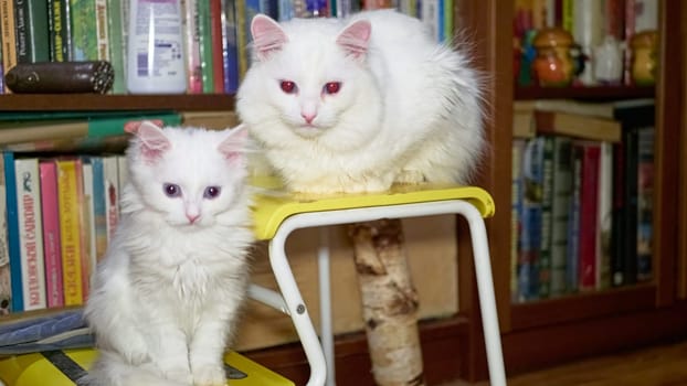 Kitten and adult cat of the Turkanan angora