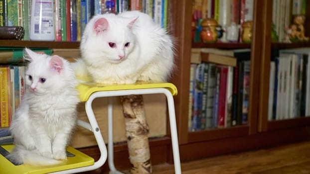 Kitten and adult cat of the Turkanan angora