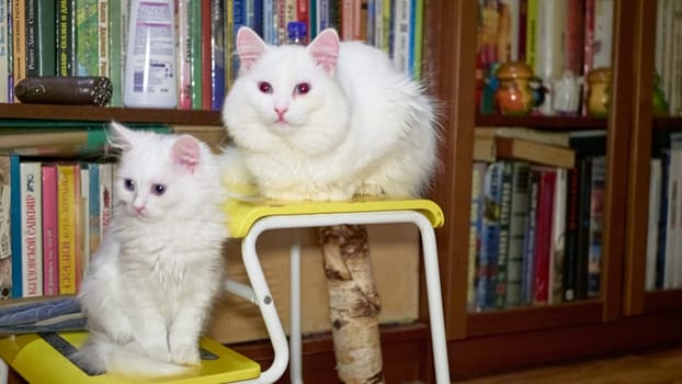 Kitten and adult cat of the Turkanan angora