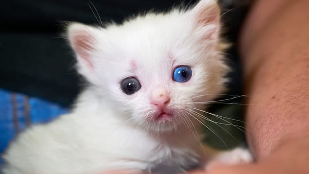 White kitten lies on his knees