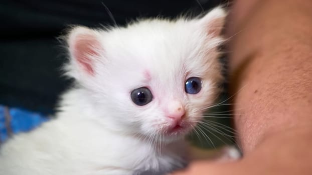 White kitten lies on his knees