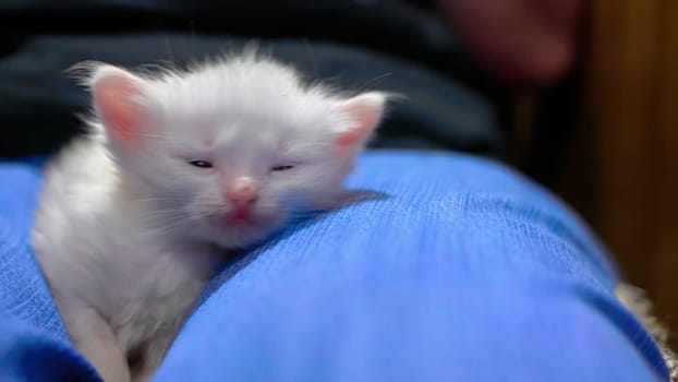 White kitten lies on his knees