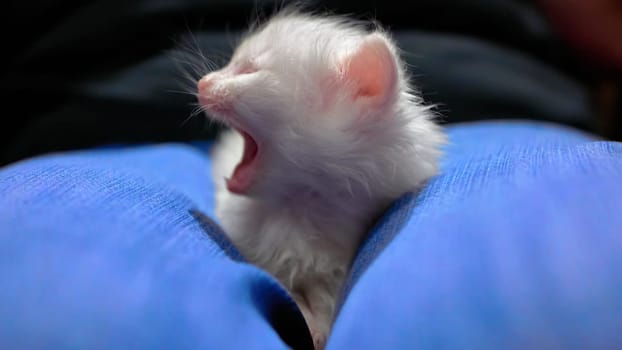 White kitten lies on his knees