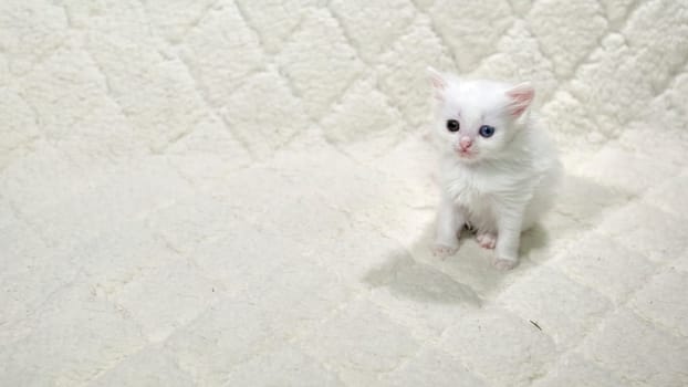 kitten with heterochromia color white