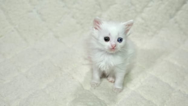 kitten with heterochromia color white