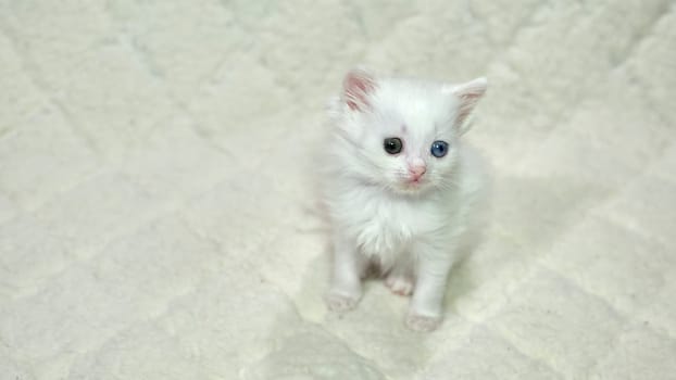 kitten with heterochromia color white