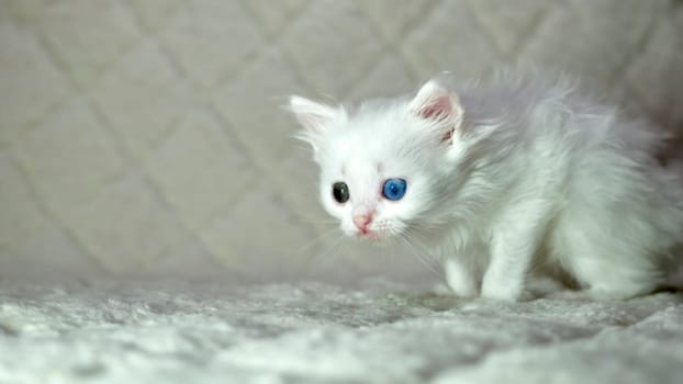 kitten with heterochromia color white