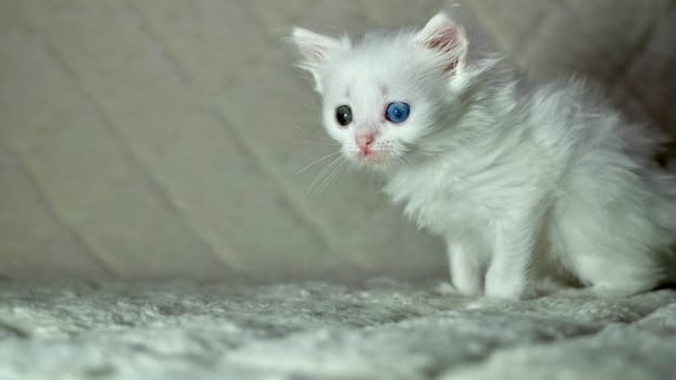 kitten with heterochromia color white