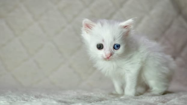 kitten with heterochromia color white