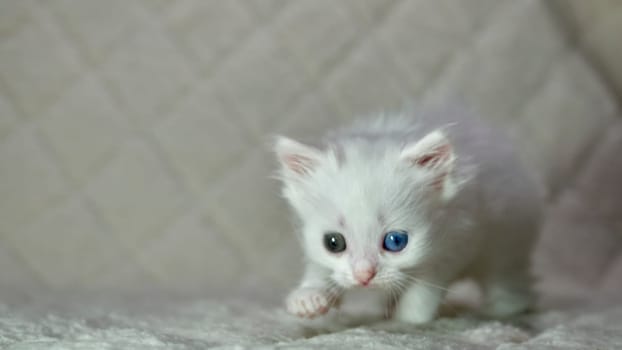 kitten with heterochromia color white