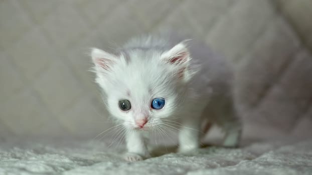 kitten with heterochromia color white