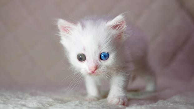 kitten with heterochromia color white