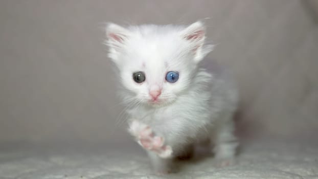 kitten with heterochromia color white