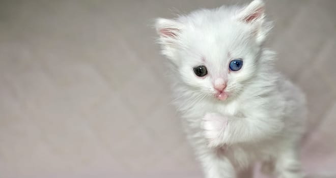 kitten with heterochromia color white