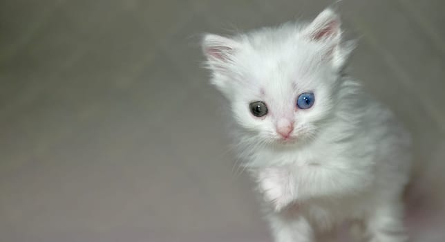kitten with heterochromia color white