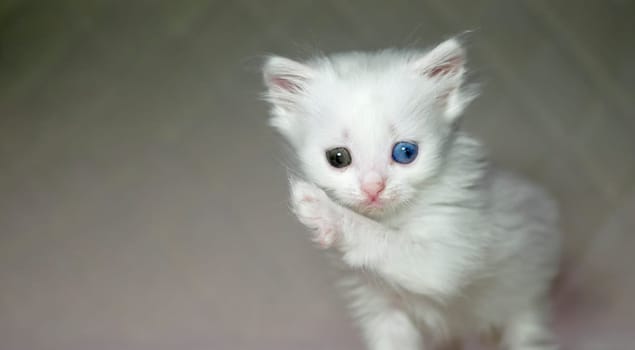 kitten with heterochromia color white