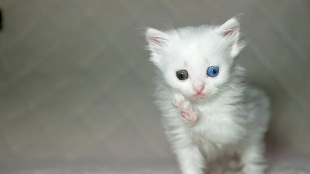 kitten with heterochromia color white