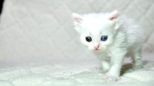 kitten with heterochromia color white