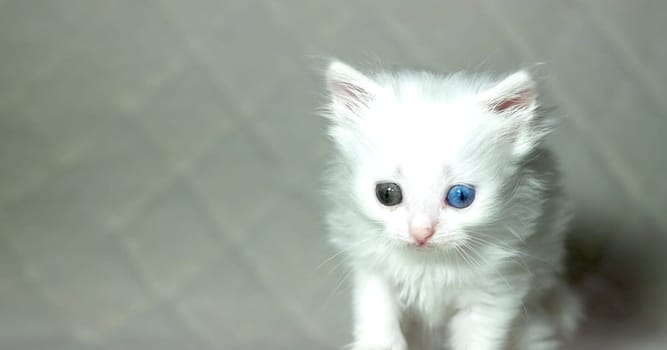 kitten with heterochromia color white