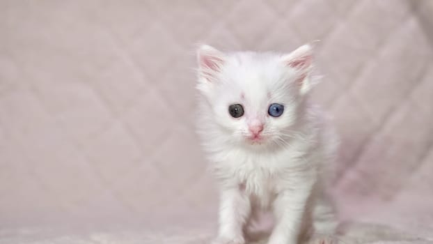 kitten with heterochromia color white