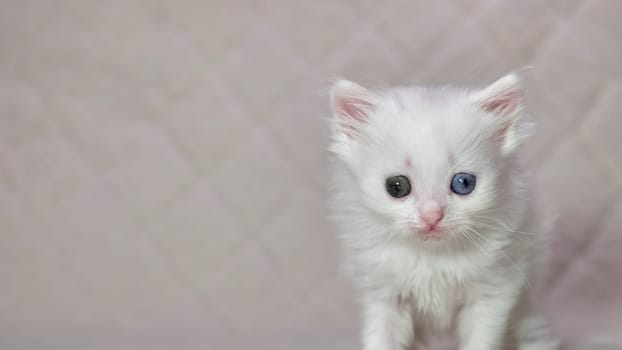 kitten with heterochromia color white