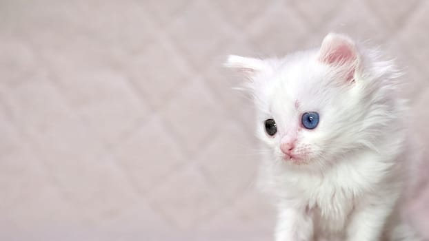 kitten with heterochromia color white