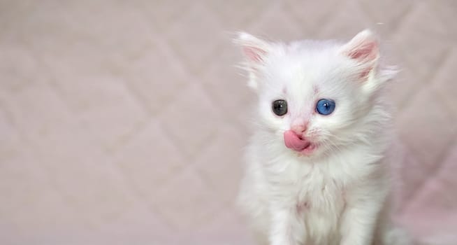 kitten with heterochromia color white