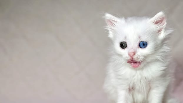 kitten with heterochromia color white