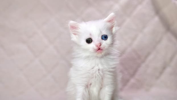 kitten with heterochromia color white