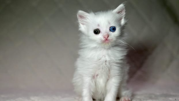 kitten with heterochromia color white