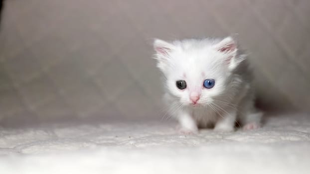 kitten with heterochromia color white