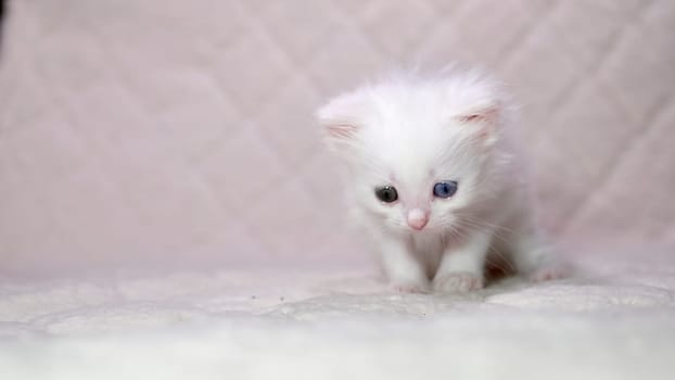 kitten with heterochromia color white