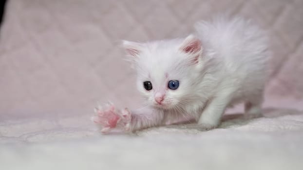 kitten with heterochromia color white