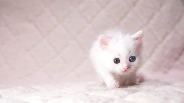 kitten with heterochromia color white