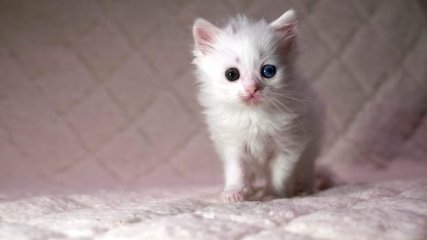 kitten with heterochromia color white