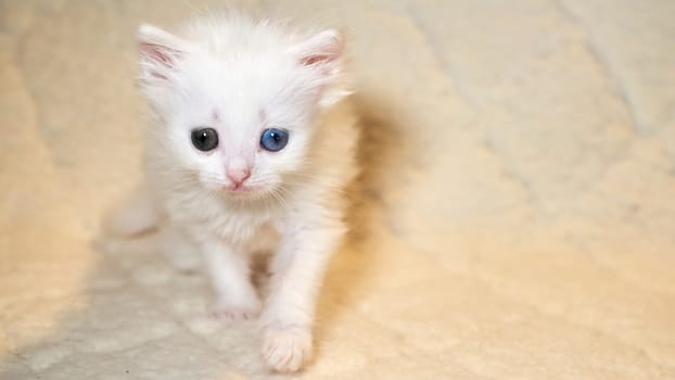 kitten with heterochromia color white