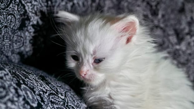 kitten with heterochromia low light