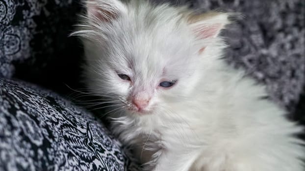 kitten with heterochromia low light