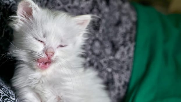 kitten with heterochromia low light