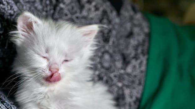 kitten with heterochromia low light