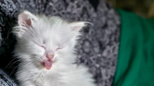 kitten with heterochromia low light