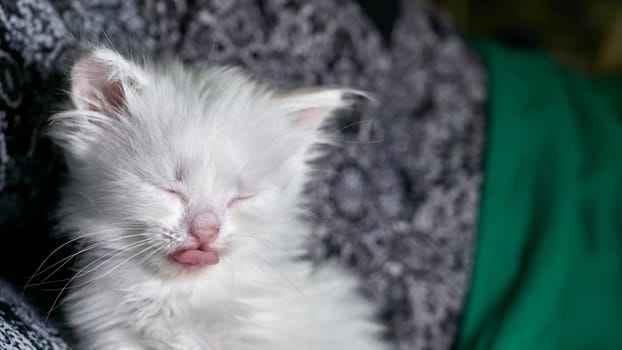 kitten with heterochromia low light